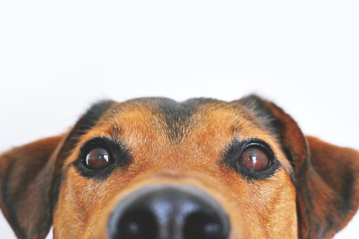 | Reprodução/Pixabay