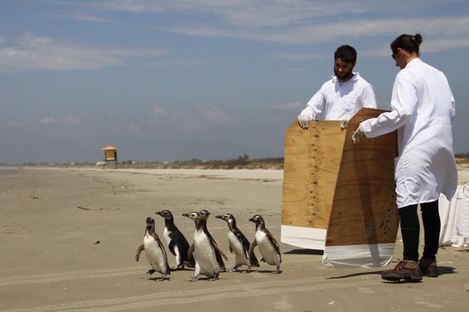Pinguins-de-magalhães voltam ao meio ambiente em Pontal do Paraná após tratamento no CEM-UFPR. | Laboratório de Ecologia e Conservação do CEM-UFPR/