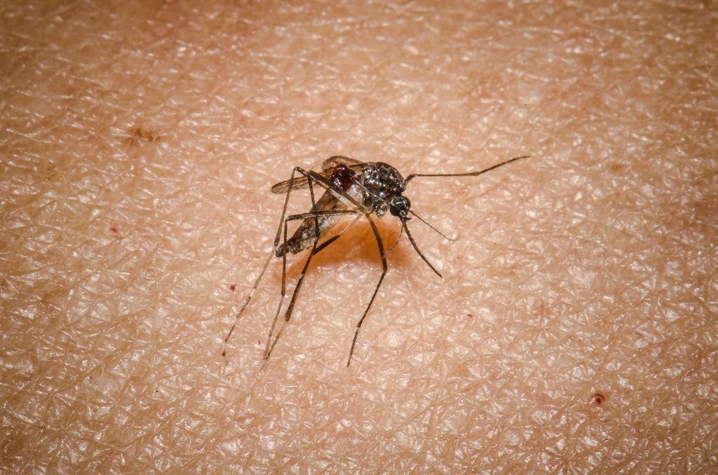 Único transmissor da febre amarela é o mesmo da dengue: o mosquito Aedes Aegypt. | Raquel Portugal e Rodrigo Méxas/Fiocruz