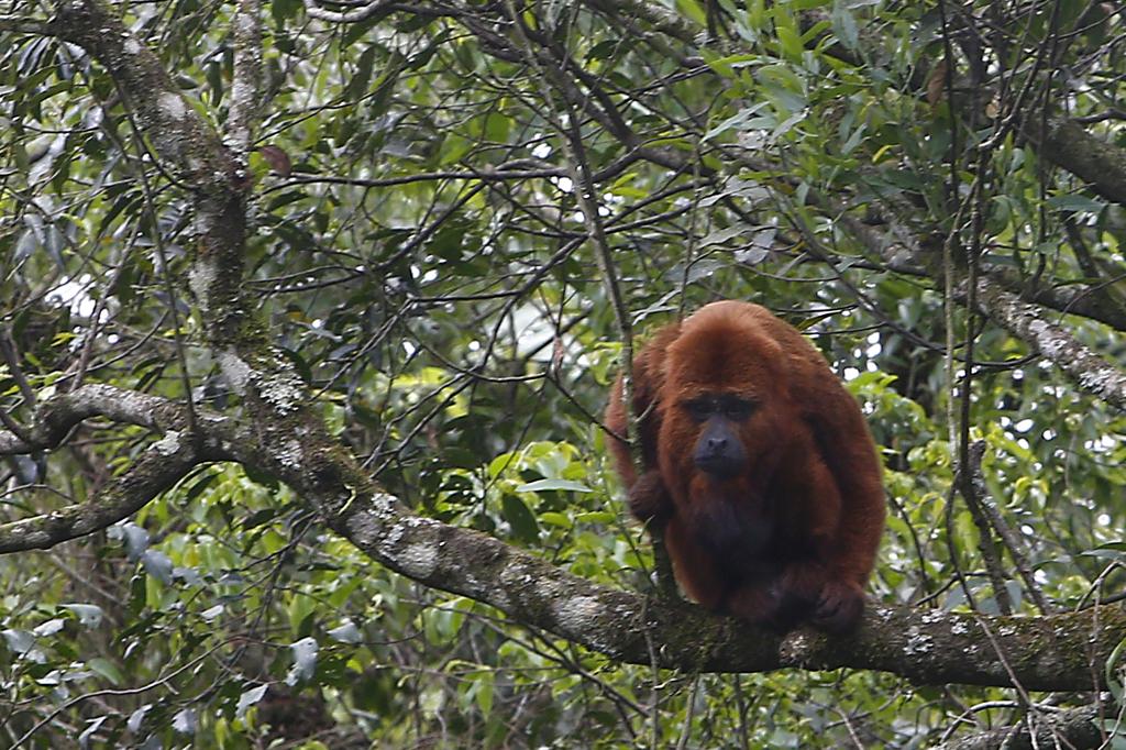 Bugio macho e adulto vivendo sozinho não é o comportamento normal do animal na natureza, o que reforça suspeita de que o bicho já tenha vivido em cativeiro. | Aniele Nascimento/Gazeta do Povo