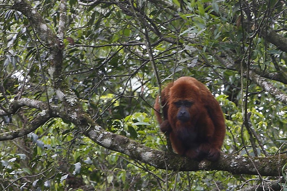 Bugio macho e adulto vivendo sozinho não é o comportamento normal do animal na natureza, o que reforça suspeita de que o bicho já tenha vivido em cativeiro. | Aniele Nascimento/Gazeta do Povo