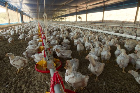 Copel prorroga desconto na tarifa rural desde que governo pague a conta Na avicultura, a energia elétrica representa 20% do custo operacional para os produtores. | Daniel Caron/Gazeta do Povo