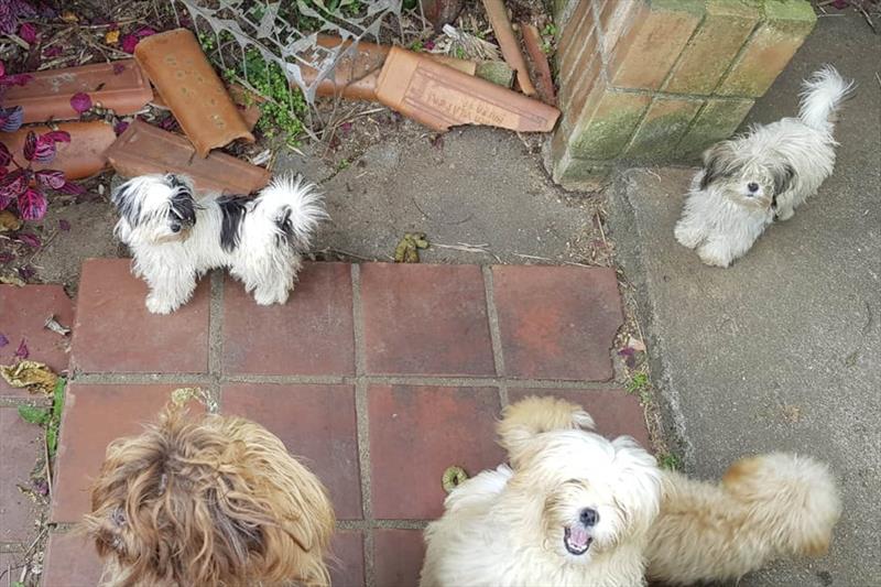 Cães foram encontrados em uma casa sem higiene | Prefeitura de Curitiba/Divulgação