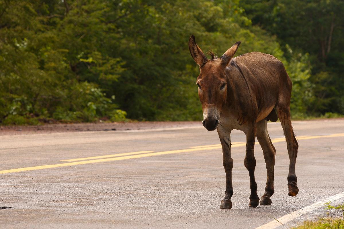 Jegue caminha pela BR-135, na altura da divisa entre os estados da Bahia e do Piauí. | Hugo Harada/Gazeta do Povo/Arquivo