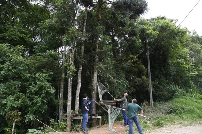 O animal foi capturado por técnicos do Ibama com o auxílio de sedativos na manhã desta sexta-feira (7) | Aniele Nascimento/Gazeta do Povo