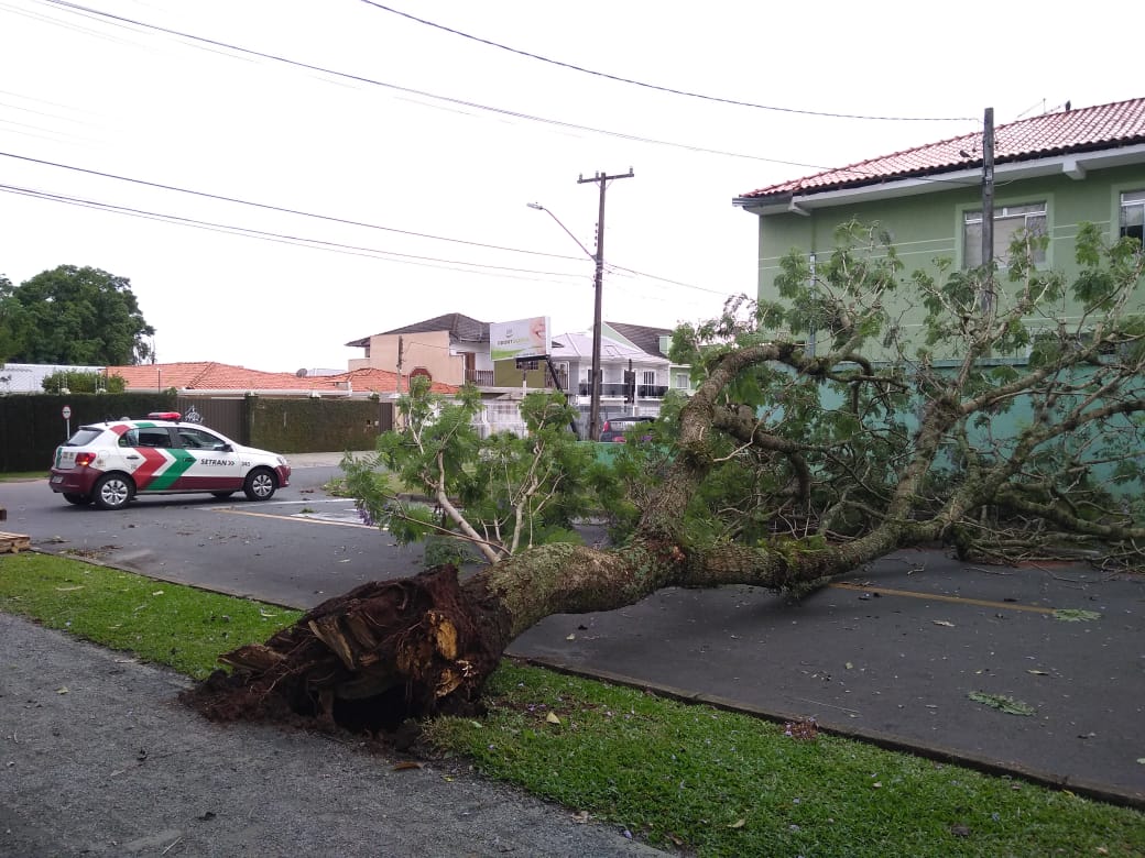 Árvore caída na Rua Capiberibe, no bairro Santa Quitéria | Aniele Nascimento/Gazeta do Povo