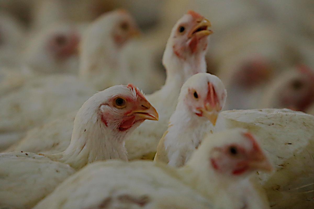 Granja de frangos em Quilombo, no Oeste de Santa Catarina: carne de aves é o carro-chefe das exportações para os países árabes | Albari Rosa/
Gazeta do Povo