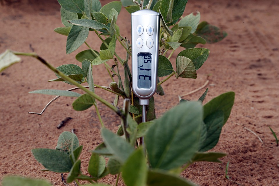 Soja começa a morrer e Paraná e Mato Grosso do Sul dão primeiros sinais de quebra Altas temperaturas e seca: soja pode ter quebra de safra no Paraná caso chuvas não aconteçam. | Albari Rosa/Gazeta do Povo