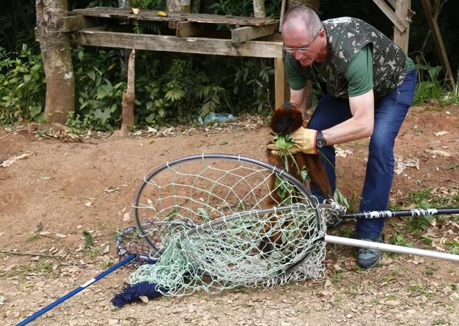 O animal foi capturado por técnicos do Ibama com o auxílio de sedativos na manhã desta sexta-feira (7) | Aniele Nascimento/Gazeta do Povo
