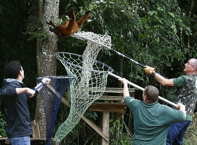 O animal foi capturado por técnicos do Ibama com o auxílio de sedativos na manhã desta sexta-feira (7) | Aniele Nascimento/Gazeta do Povo