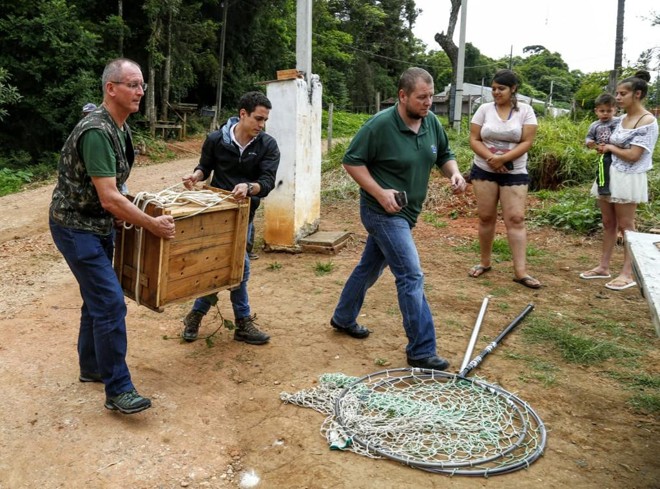 O animal foi capturado por técnicos do Ibama com o auxílio de sedativos na manhã desta sexta-feira (7) | Aniele Nascimento/Gazeta do Povo