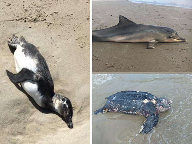 Pinguim, boto-cinza e tartaruga-verde encontrados mortos no litoral do Paraná em 2018. | Centro de Estudos do Mar/UFPR