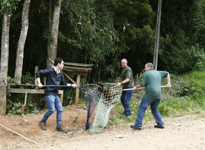 O animal foi capturado por técnicos do Ibama com o auxílio de sedativos na manhã desta sexta-feira (7) | Aniele Nascimento/Gazeta do Povo