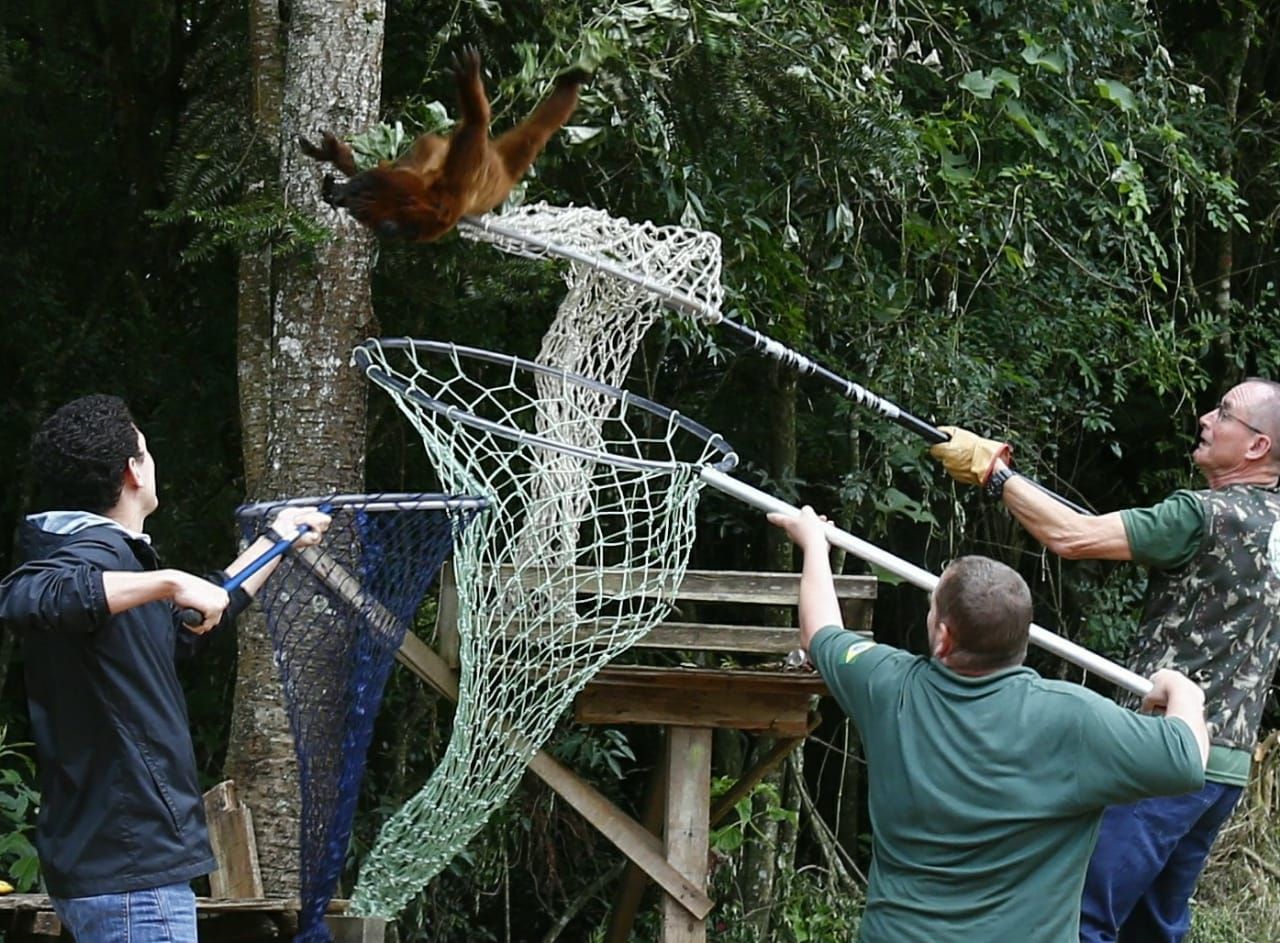 Bugio foi capturado por três médicos veterinários com o uso de dardo tranquilizante nesta sexta-feira (7). | Aniele Nascimento / Gazeta do Povo/