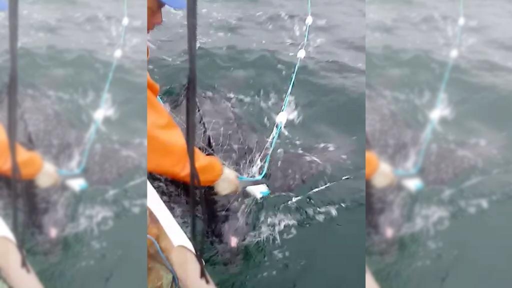 Pescador corta rede para liberar tartaruga-de-couro em Matinhos. | Reprodução/Vídeo