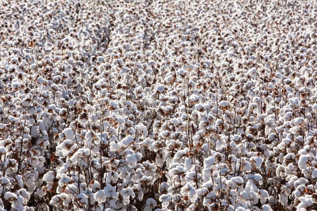 | Rui Rezende/Abrapa