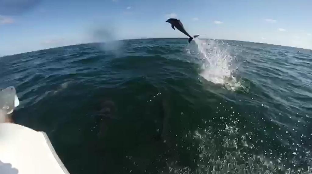 Grupo de golfinhos acompanharam embarcação por mais de 20 minutos. | Reprodução/Facebook