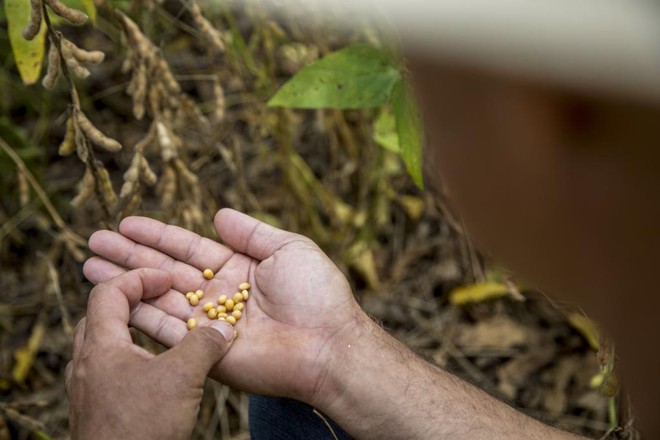 Quebra da safra de soja no Brasil em 2019 pode aumentar nas próximas semanas. Seca prejudicou a maturação das plantas, o que está gerando grãos menores e mais leves (foto), o que “joga” a produtividade para baixo. | Marcelo Andrade/Gazeta do Povo