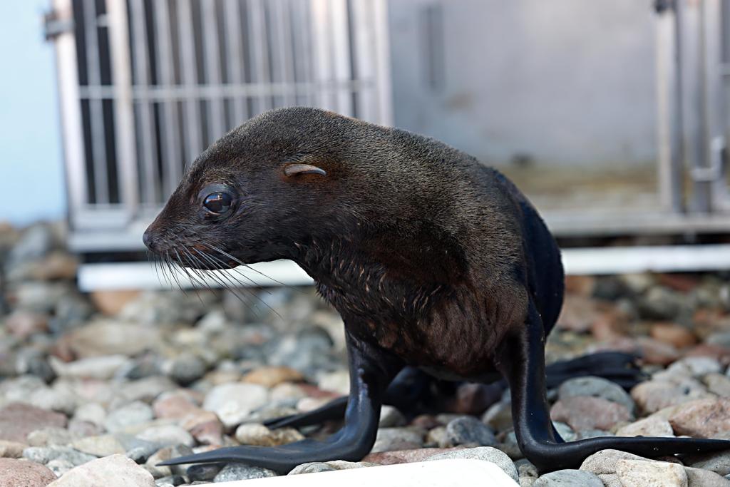 Lobo marinho é um dos pacientes atuais do CEM-UFPR | Albari Rosa/Gazeta do Povo