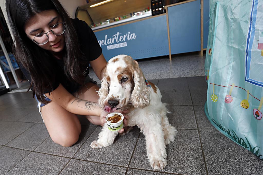 A cocker Estrela virou cachorra-propaganda dos sorvetes caninos | Albari Rosa/Gazeta do Povo