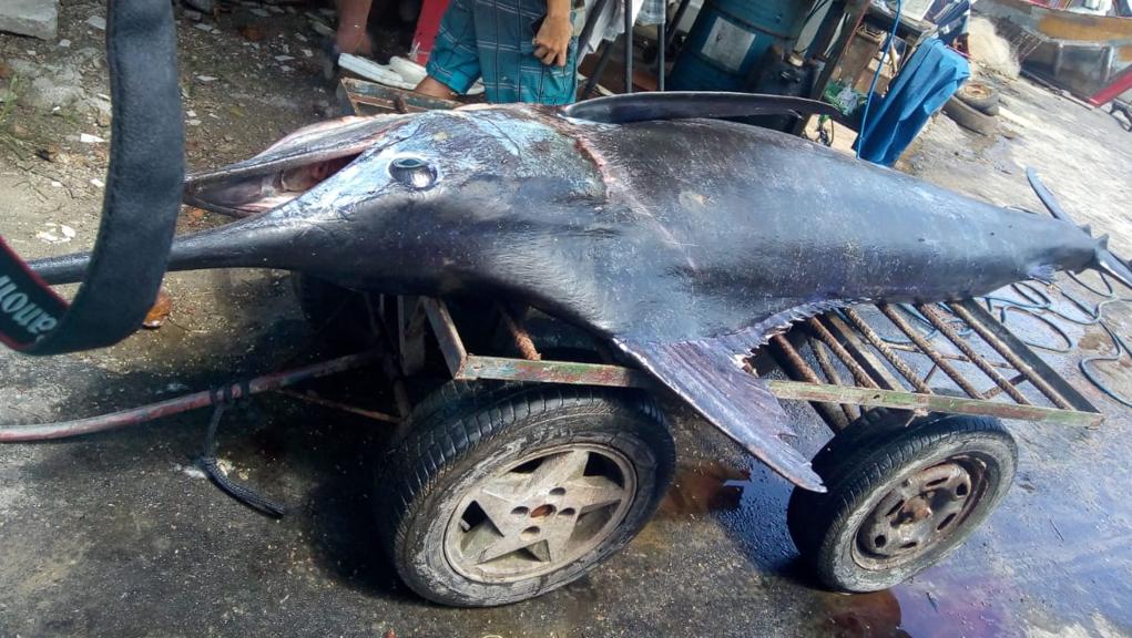 Peixe caiu na rede por engano | Reprodução/Fabiano Ramos Lopes