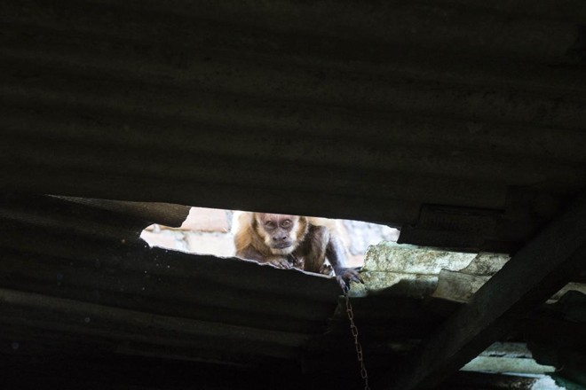 Macaco apreendido pela fiscalização vivia em residência no bairro Portão há 30 anos. | Valdecir Galor / Prefeitura de Curitiba