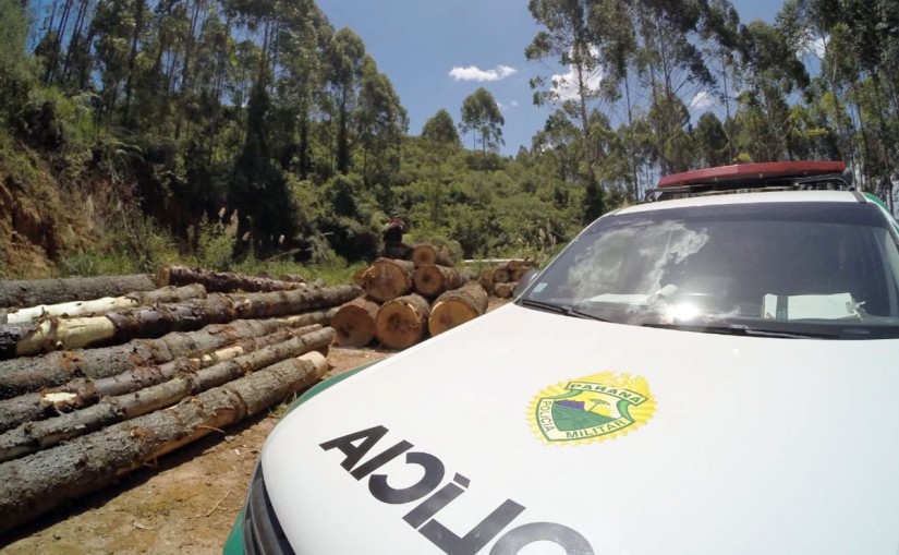Carga de toras de araucária está avaliada em R$ 22 mil. | Polícia Ambiental do Paraná/