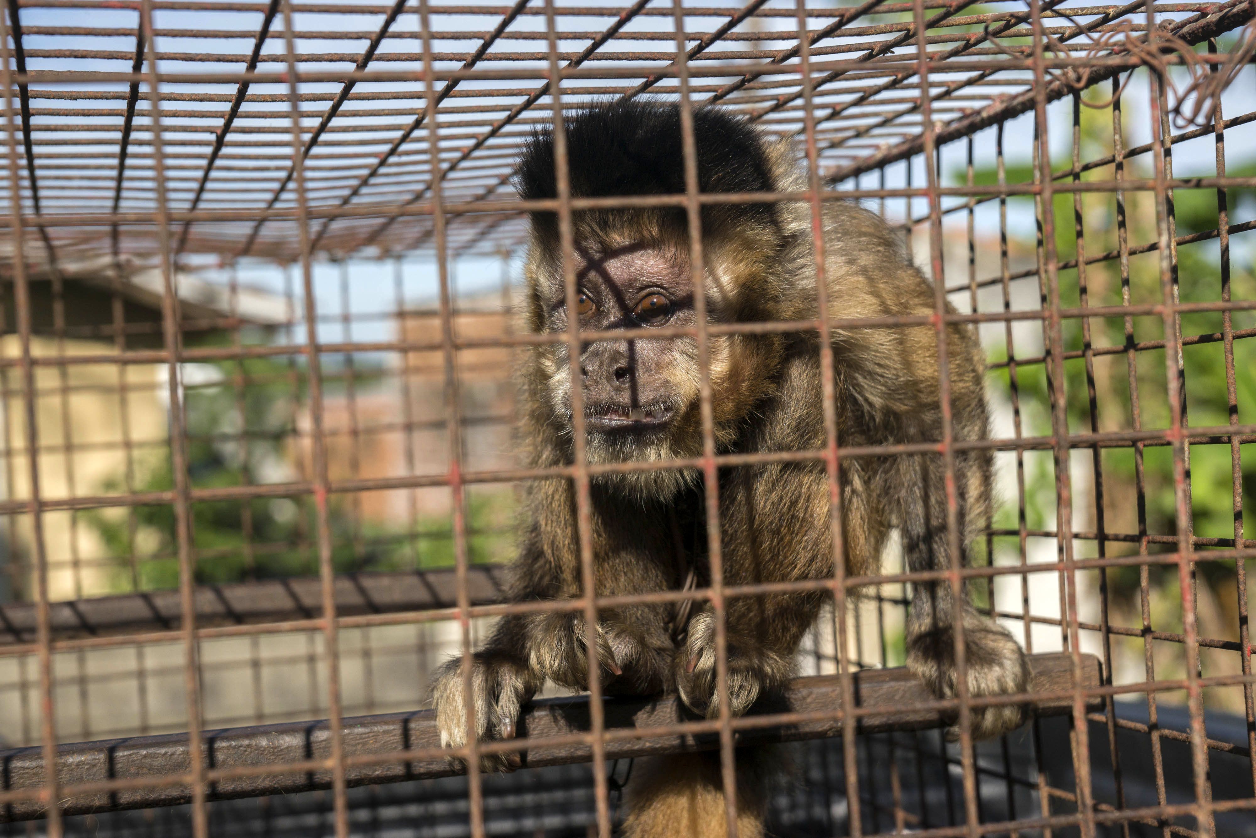 Macaco apreendido pela fiscalização vivia 30 anos em uma residência no bairro Portão. | Valdecir Galor / prefeitura de Curitiba/