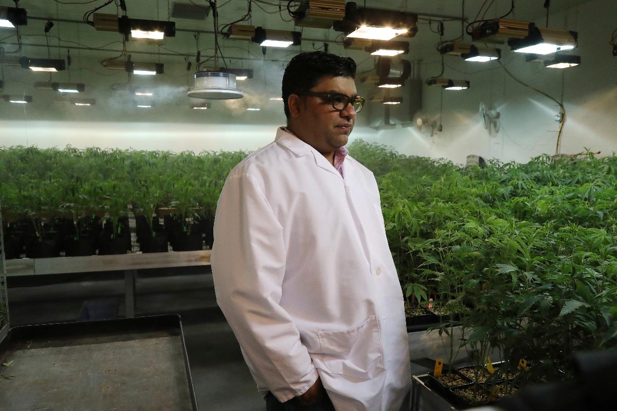 Jigar Patel, presidente da Norcal Cannabis Company, em uma sala de crescimento nas instalações de Santa Rosa, Califórnia | JIM WILSON/NYT