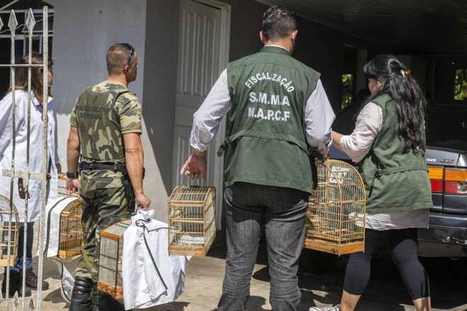 Pássaros silvestres apreendidos pela fiscalização da prefeitura e da Polícia Ambiental no bairro Tatuquara. | Valdecir Galor / Prefeitura de Curitiba
