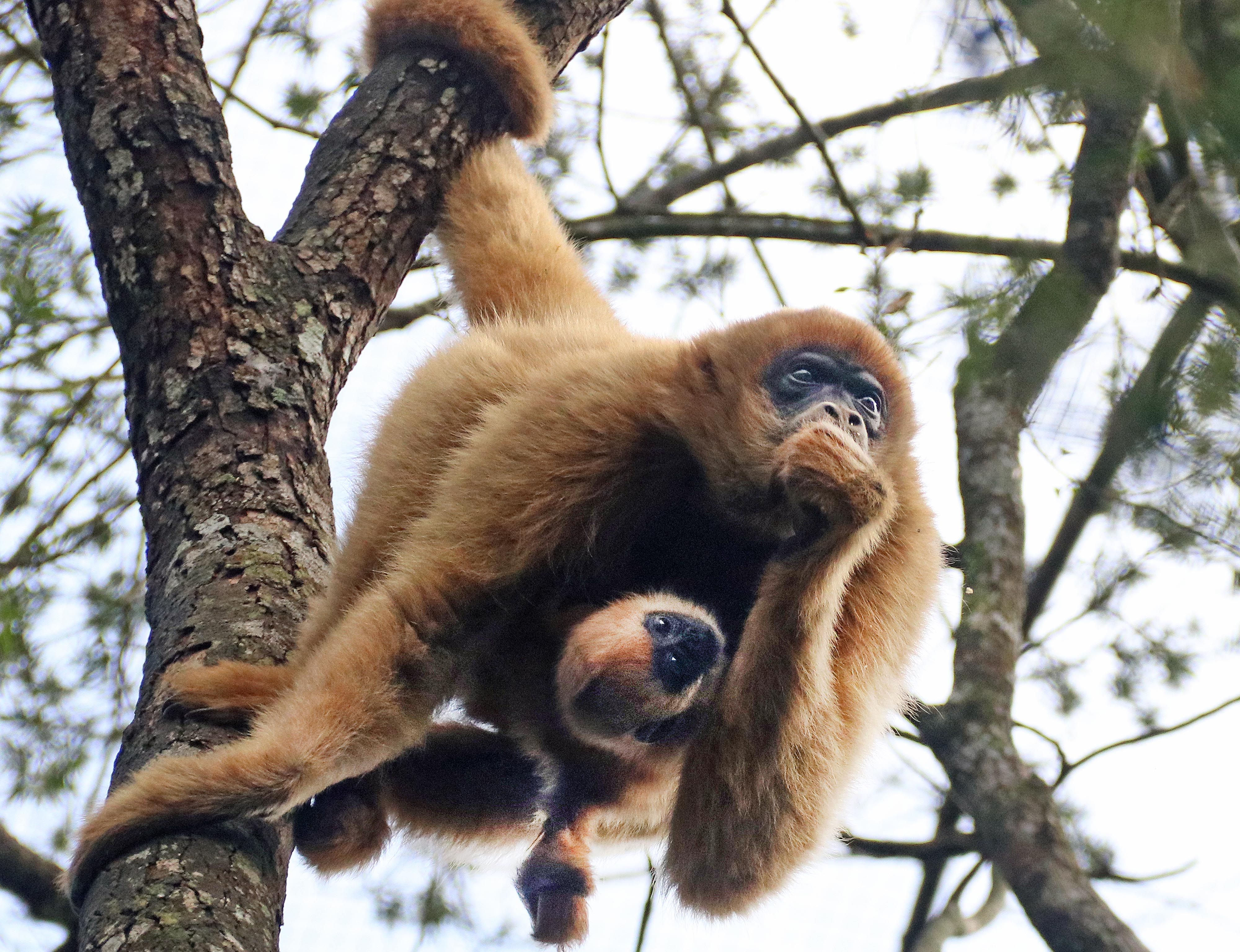 Filhote de macaco mono-carvoeiro que nasceu no Zoológico de Curitiba. | LUCILIA GUIMARAES / Prefeitura de Curitiba/