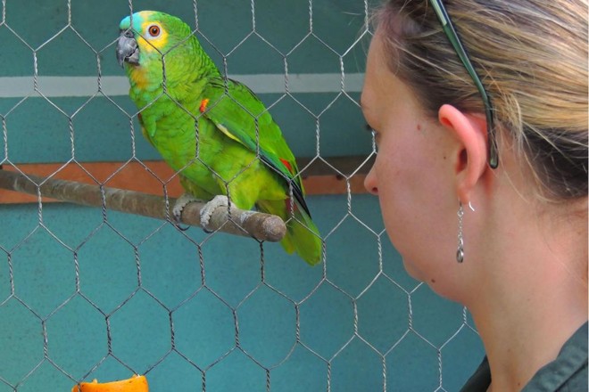 Fiscais notificaram proprietária de dois papagaios a adequarem a gaiola no bairro Capão R | Valdecir Galor / Prefeitura de Curitiba