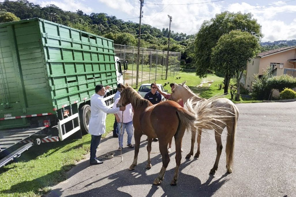 Cavalos apreendidos no Pilarzinho na última sexta-feira. | Prefeitura de Curitiba/