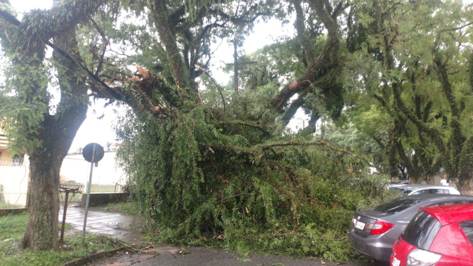 Queda de árvore na Rua Maranhão, no Água Verde: por pouco a árvore não destruiu um carro que estava estacionado na rua | Durval Ramos/Gazeta do Povo
