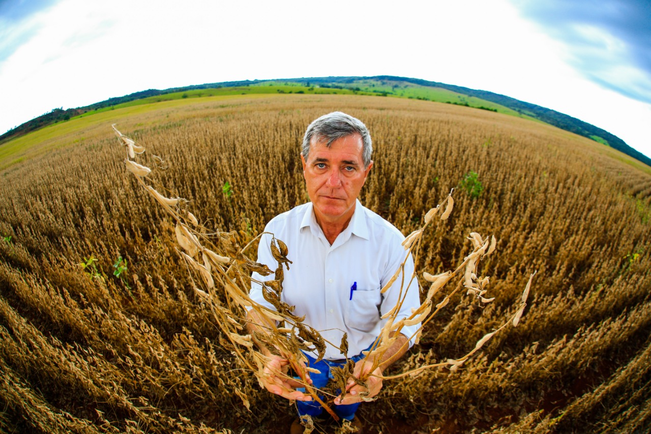 Produtor e agrônomo Rui Jackson Zanetti mostra soja morta por estresse hídrico | Michel Willian/Gazeta do Povo