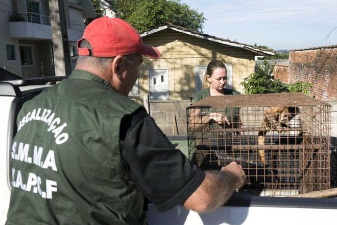 Macaco apreendido pela fiscalização vivia em residência no bairro Portão há 30 anos. | Valdecir Galor / Prefeitura de Curitiba