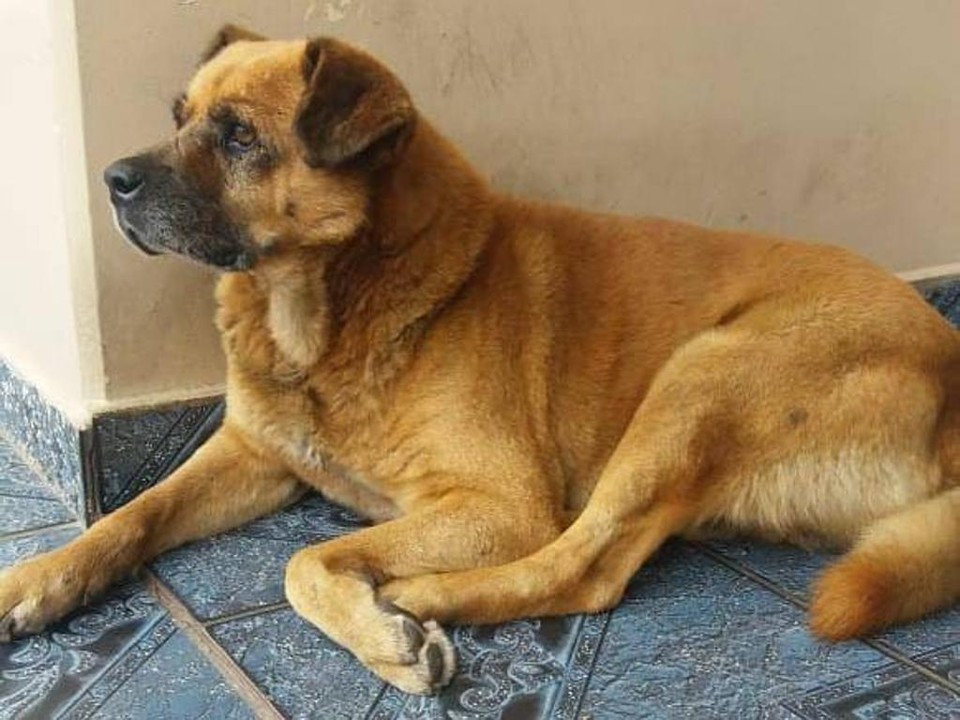 Cabeça, o cão mascote da Polícia Militar de Araucária | Companhia da PM de Araucária/Divulgação
