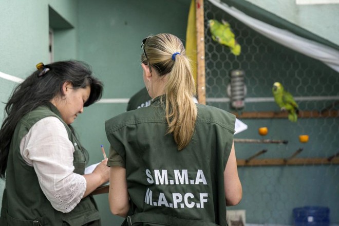 Fiscais notificaram proprietária de dois papagaios a adequarem a gaiola no bairro Capão Raso. | Valdecir Galor / Prefeitura de Curitiba
