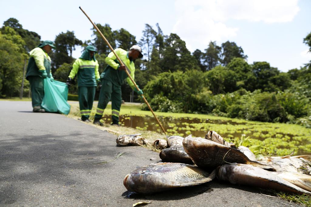 Animais foram retirados por equipes da prefeitura na manhã desta quinta | Marco Charneski/Tribuna do Parana