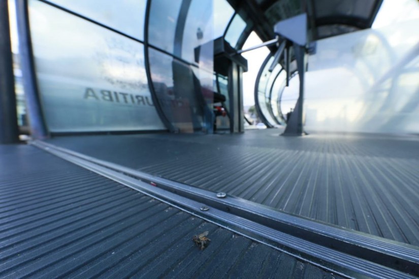 Abelhas atacaram passageiros que aguardavam o ônibus | Lineu Filho/Tribuna do Paraná