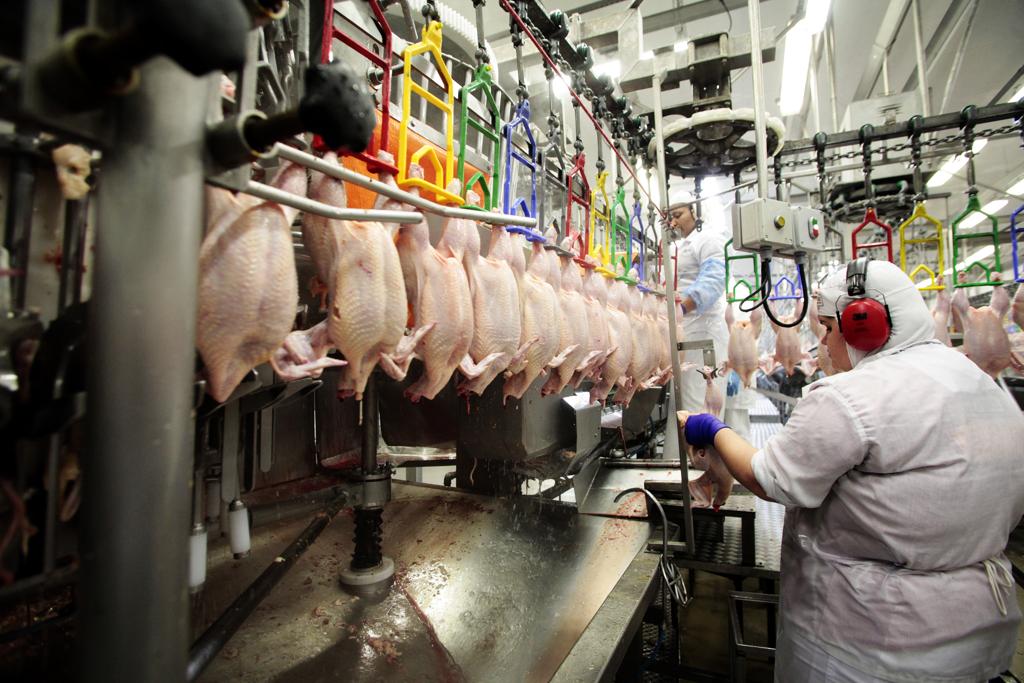 | Daniel Caron/Gazeta do Povo