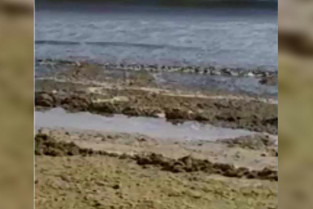 Algas e briozoários em Balneário Camboriú | Reprodução/Bom dia Santa Catarina