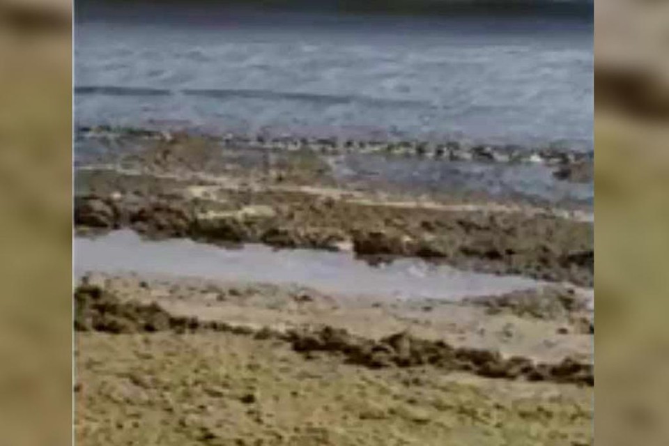 Algas e briozoários em Balneário Camboriú | Reprodução/Bom dia Santa Catarina