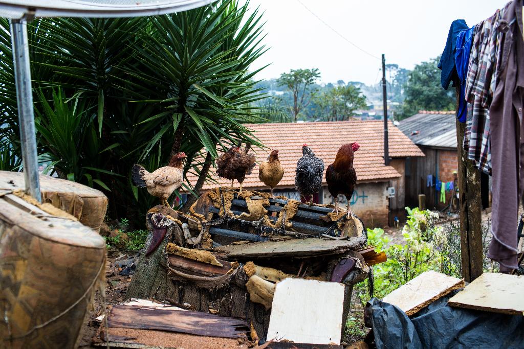 | Brunno Covello/Arquivo Gazeta do Povo