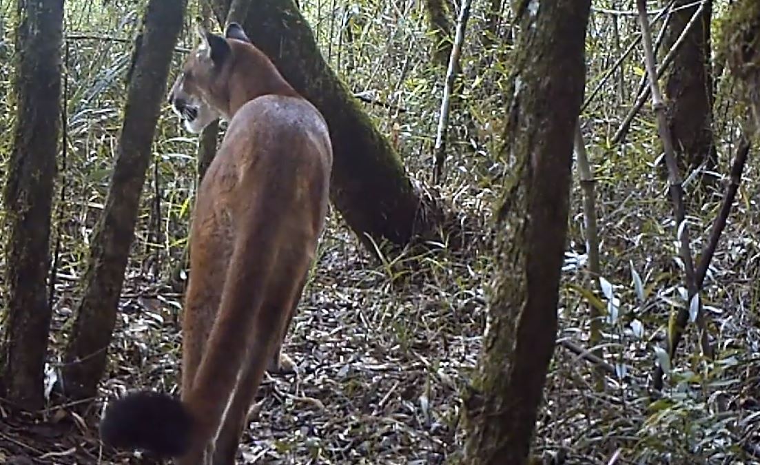 Presença de onça-parda na região indica que o ambiente está conservado. | Divulgação/SPVS
