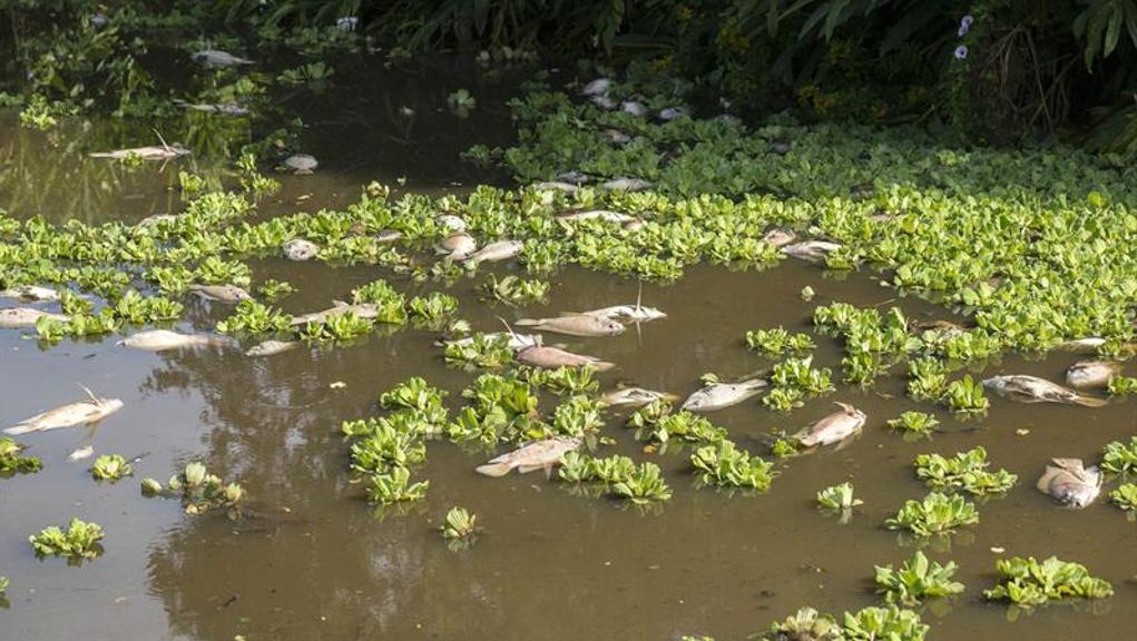 Suspeita é que animais tenham morrido por causa do calor | Valdecir Galor/SMCS