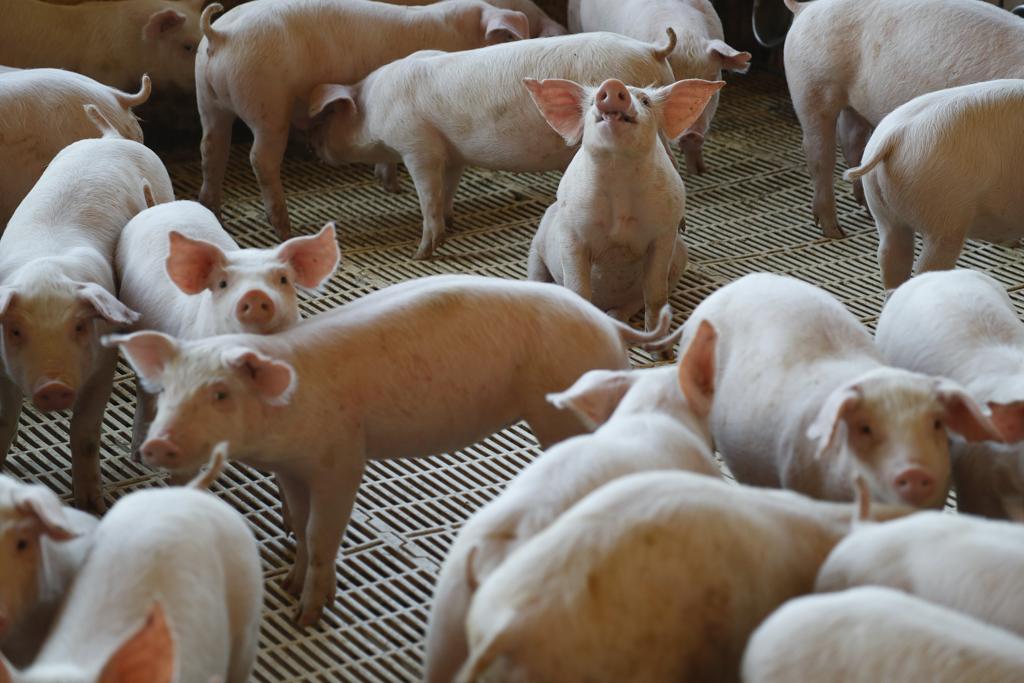 Febre suína africana já obrigou sacrifício de quase 1 milhão de animais na China, desde agosto do ano passado | Jonathan Campos/Gazeta do Povo