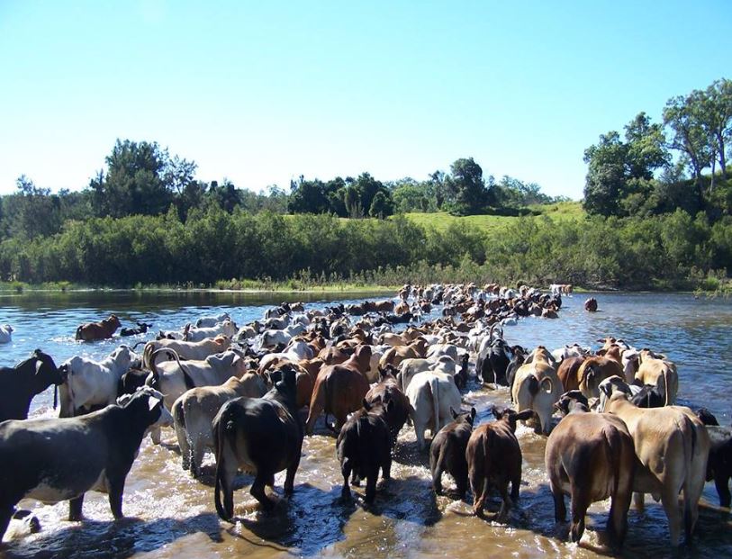 Preocupação agora é com a baixa imunidade a doenças do gado que sobreviveu à enchente | Reprodução/Animal Health Australia