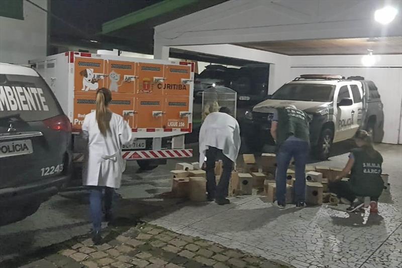 Policiais civis e fiscais da prefeitura foram à casa onde estavam as aves no bairro Novo Mundo. | Divulgação/Prefeitura