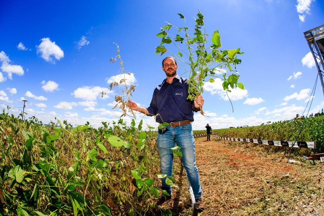 Rodrigo Namur, da Castrolanda, mostra plantas de soja que responderam de forma desigual ao estresse hídrico | Michel Willian/Gazeta do Povo